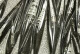 Polished Fossil Orthoceras (Cephalopod) Plate - Morocco #359678-1
